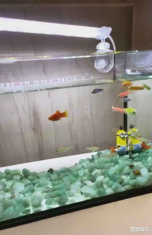 Ella家是复式楼还种牛油果树，马桶是黑色，称二胎想要生女儿